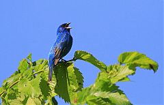 Indigo Bunting